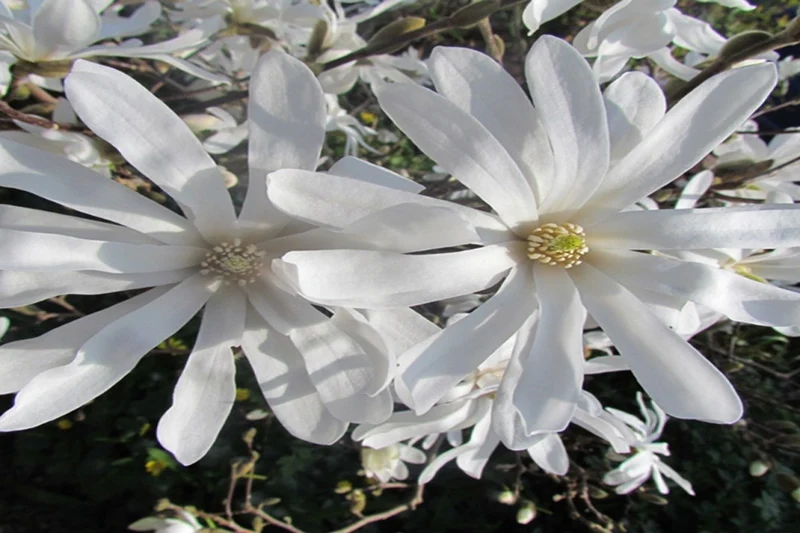 Lot de 3 magnolias Stellata - 30-38 cm