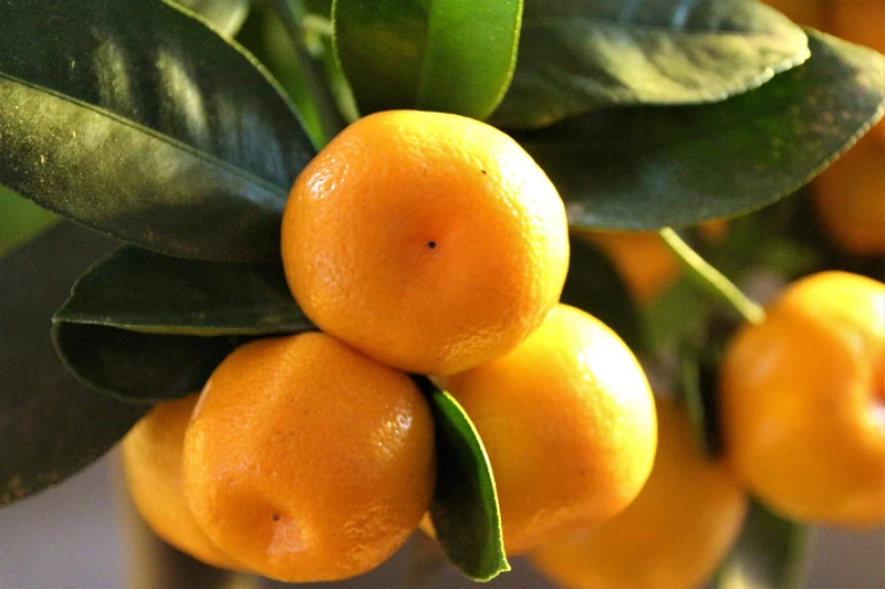 Lot de 8 plantes méditerranéennes : 2 oliviers, 2 figuiers, 2 citronniers, 2 orangers - 25-38 cm