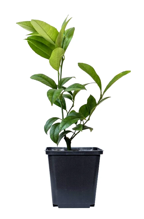 Lot de 8 plantes méditerranéennes : 2 oliviers, 2 figuiers, 2 citronniers, 2 orangers - 25-38 cm