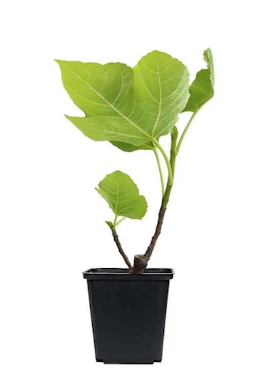 Lot de 8 plantes méditerranéennes : 2 oliviers, 2 figuiers, 2 citronniers, 2 orangers - 25-38 cm