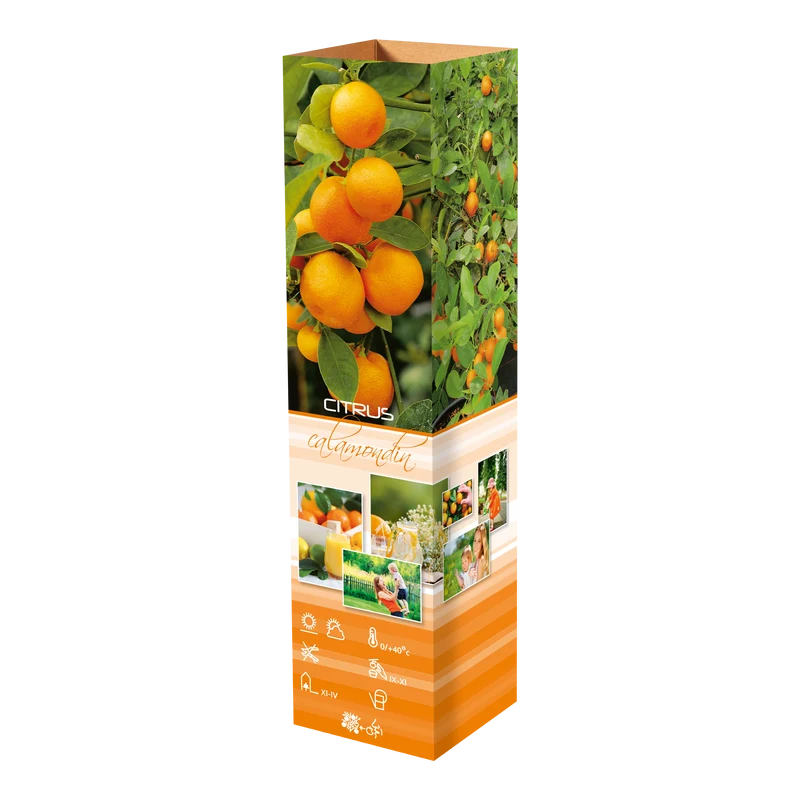 Lot de 8 plantes méditerranéennes : 2 oliviers, 2 figuiers, 2 citronniers, 2 orangers - 25-38 cm
