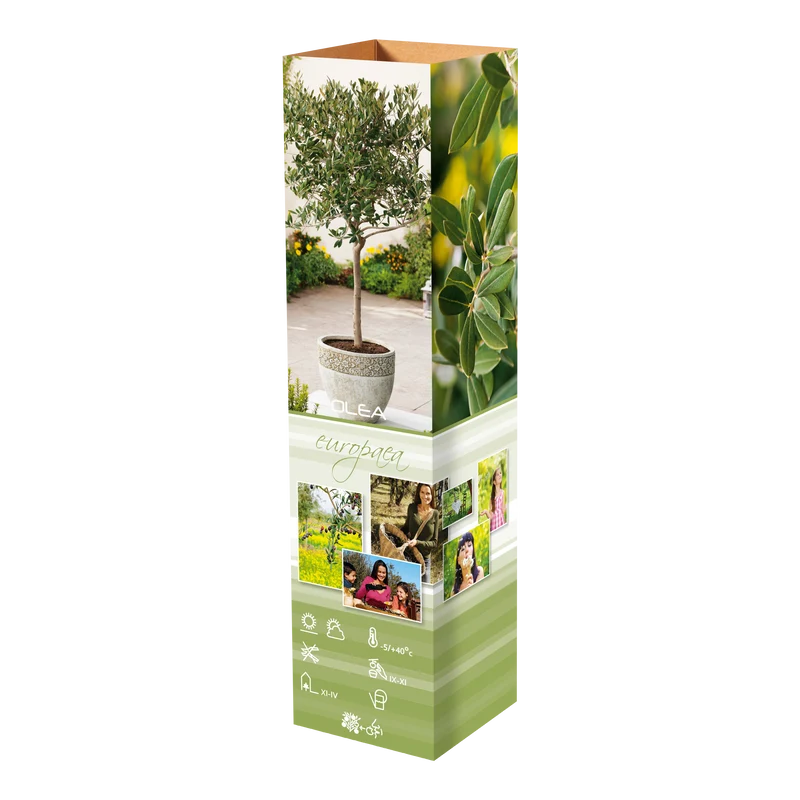 Lot de 8 plantes méditerranéennes : 2 oliviers, 2 figuiers, 2 citronniers, 2 orangers - 25-38 cm