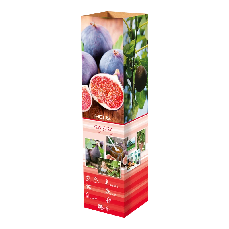 Lot de 6 plantes méditerranéennes : 1 olivier, 1 figuier, 1 citronnier, 1 oranger, 1 laurier rose, 1 oiseau du paradis - 25-38 cm