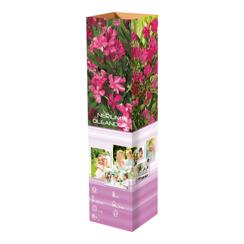 Lot de 12 plantes méditerranéennes : 2 oliviers, 2 figuiers, 2 citronniers, 2 orangers, 2 lauriers roses, 2 oiseaux du paradis - 25-38 cm