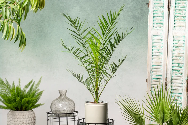 Lot de 4 palmiers variés de taille moyenne - 1 Chamaerops humilis, 1 Phoenix canariensis, 1 Trachycarpus fortunei, 1 Washingtonia robusta (40-70 cm)