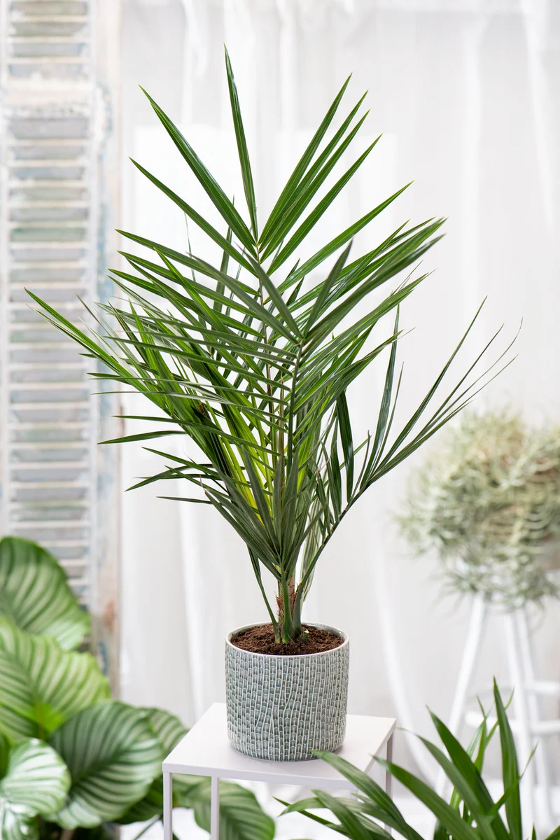 Lot de 4 palmiers variés de taille moyenne - 1 Chamaerops humilis, 1 Phoenix canariensis, 1 Trachycarpus fortunei, 1 Washingtonia robusta (40-70 cm)