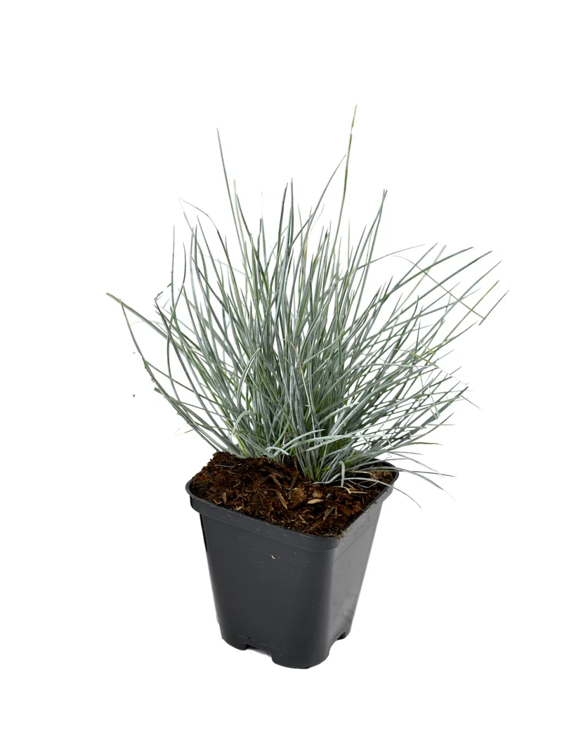 Lot de 8 graminées : 2 Stipa, 2 Pennisetum, 2 Imperata, 2 Festuca - 20-38 cm