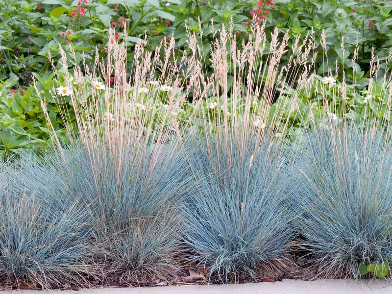 Lot de 8 graminées : 2 Stipa, 2 Pennisetum, 2 Imperata, 2 Festuca - 20-38 cm