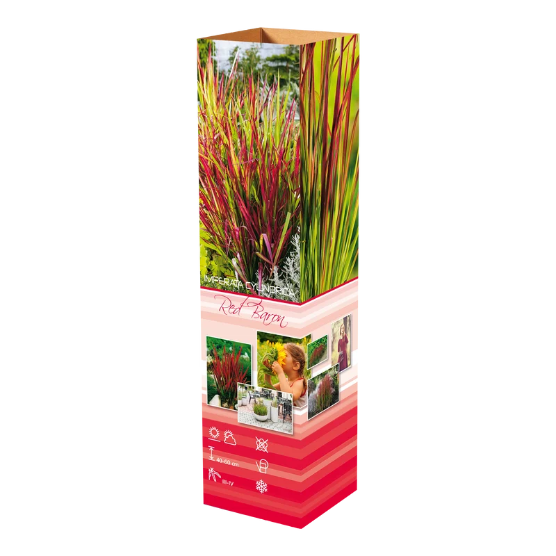 Lot de 4 graminées : 1 Stipa, 1 Pennisetum, 1 Imperata, 1 Festuca - 20-38 cm