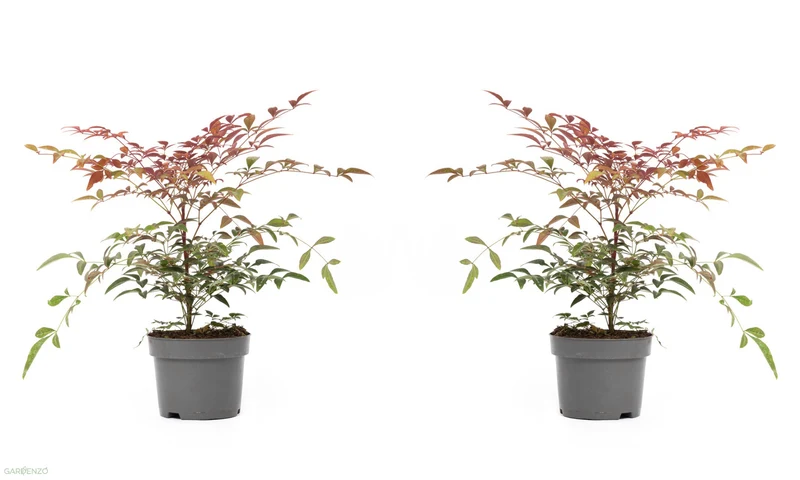 Lot de 2 plantes de bambou sacré (Nandina Obsessed) - 30-35 cm