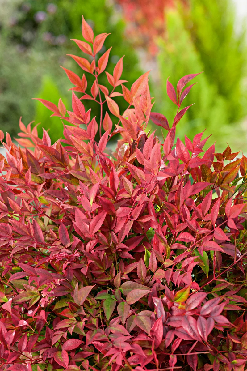 Bambou sacré (Nandina Obsessed) - 30-35 cm