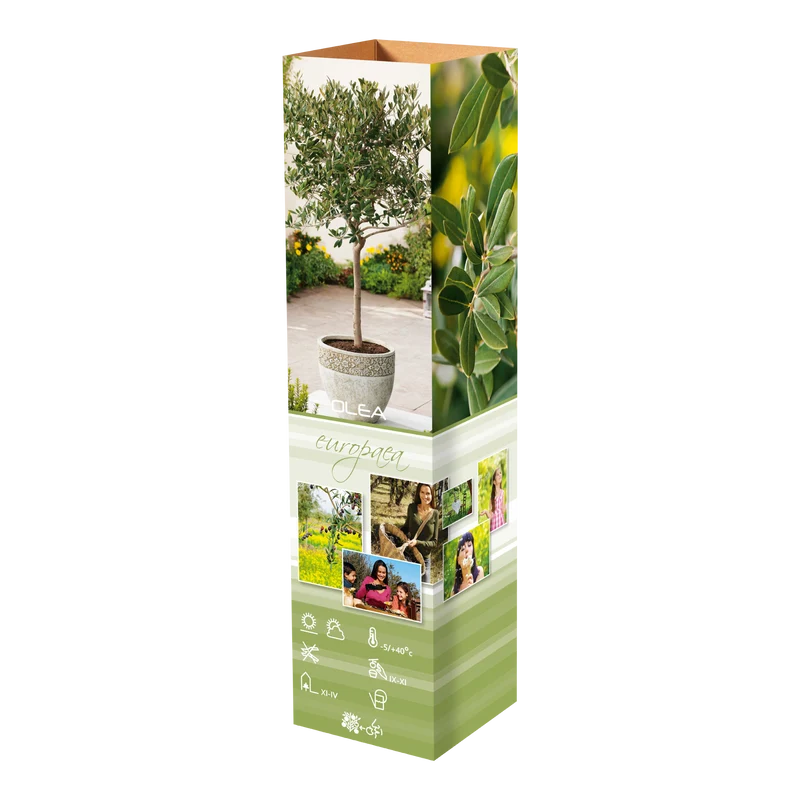 Lot de 8 plants d'olivier - 25-38 cm