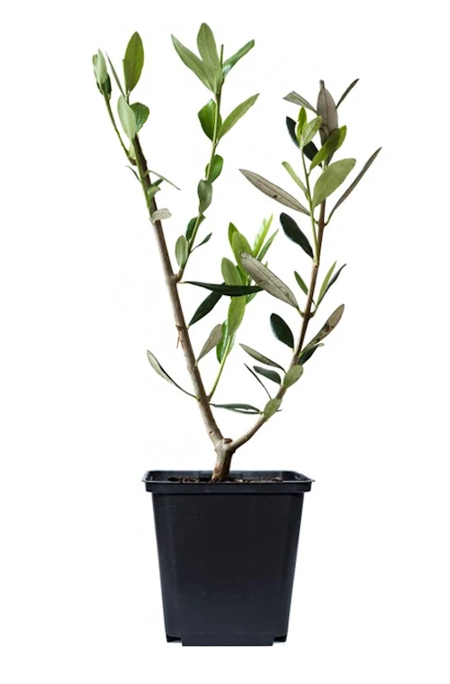 Lot de 8 plants d'olivier - 25-38 cm