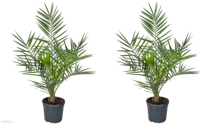 Lot de 2 palmiers Phoenix canariensis - Grands (80-110 cm)