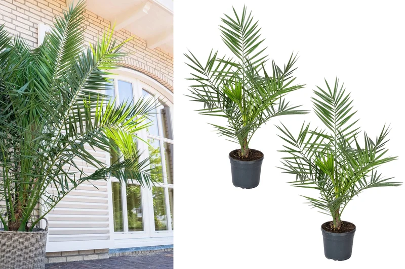Lot de 2 palmiers Phoenix canariensis - Grands (80-110 cm)