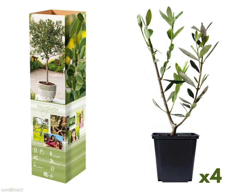 Lot de 4 plants d'olivier - 25-38 cm