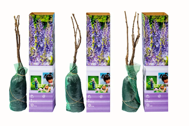 Lot de 3 glycines - 30-38 cm