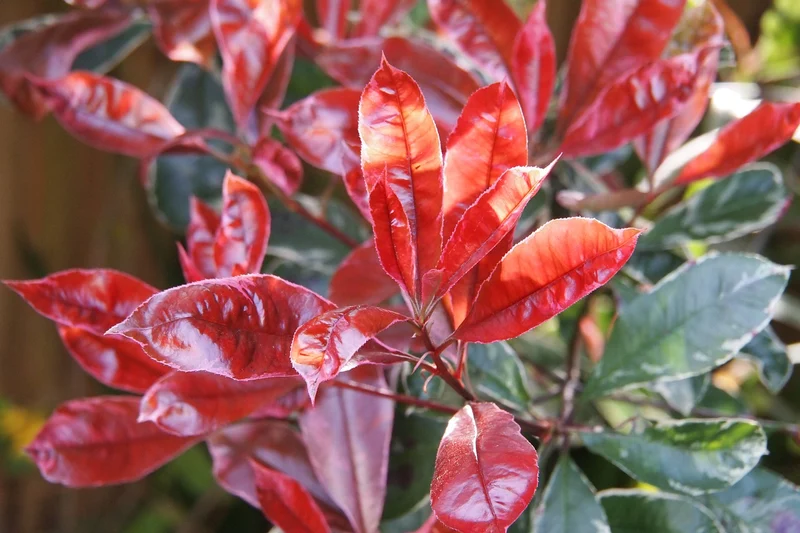 Lot de 6 Photinias rouges (Red Robin) - 30-38 cm