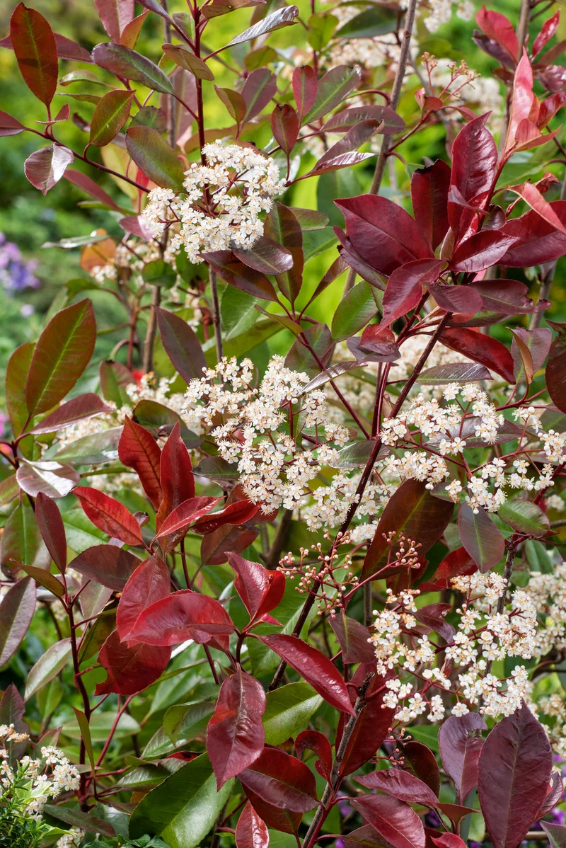 Lot de 6 Photinias rouges (Red Robin) - 30-38 cm