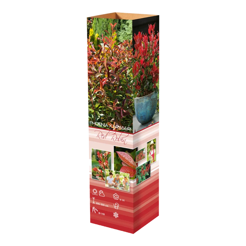 Lot de 6 Photinias rouges (Red Robin) - 30-38 cm