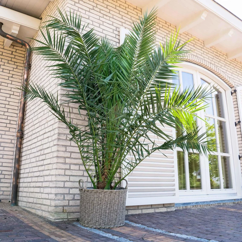 Lot de 2 palmiers Phoenix canariensis - Moyens (50–70 cm)