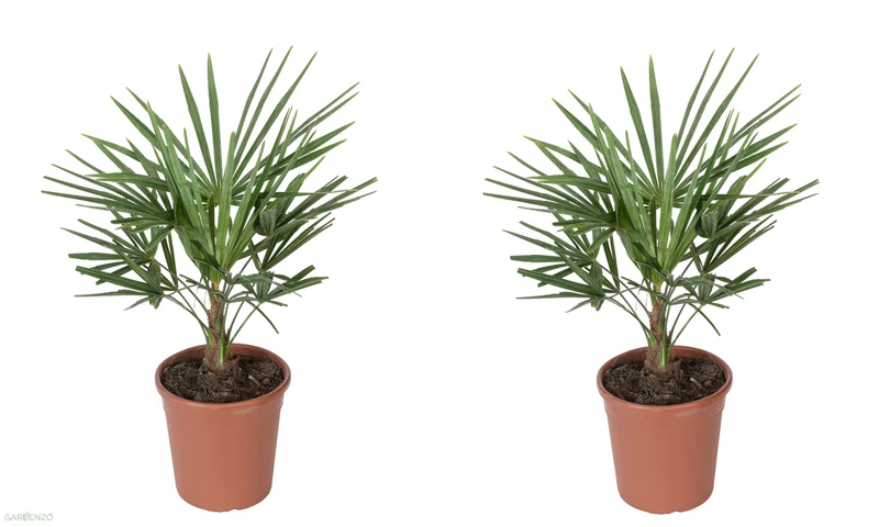Lot de 2 palmiers éventail Chinois - Grand (60-80 cm)
