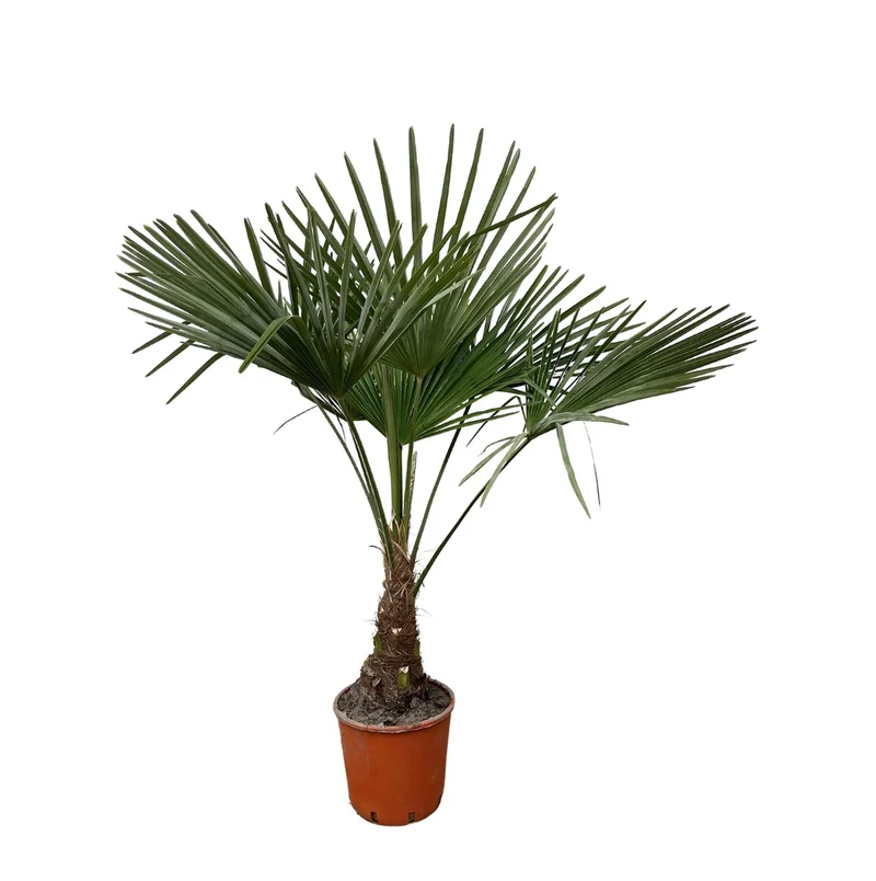 Palmier éventail Chinois - Grand (60-80 cm)