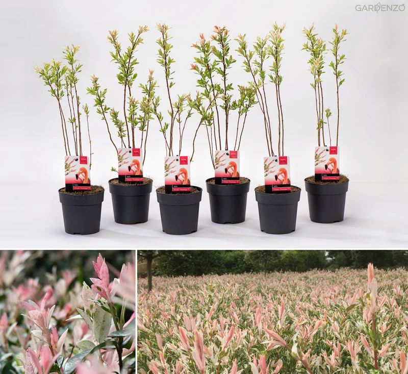 Lot de 6 arbustes saules flamants roses - 30-40 cm