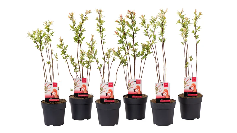 Lot de 6 arbustes saules flamants roses - 30-40 cm
