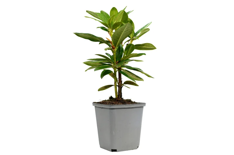 Lot de 6 rhododendrons (Roseum Elegans) - Fleurs roses 20-38 cm