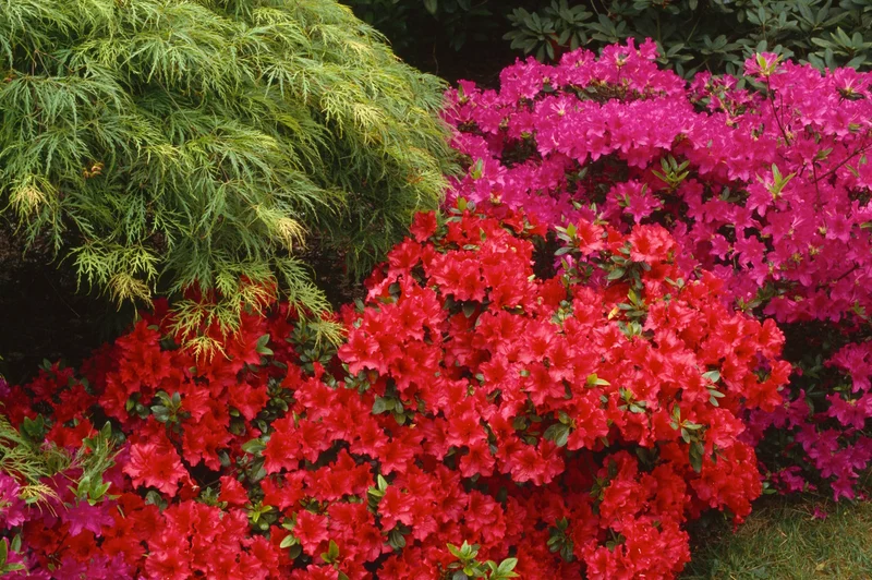 Lot 6 de rhododendrons (Nova Zembla) - Fleurs rouges 20-38 cm
