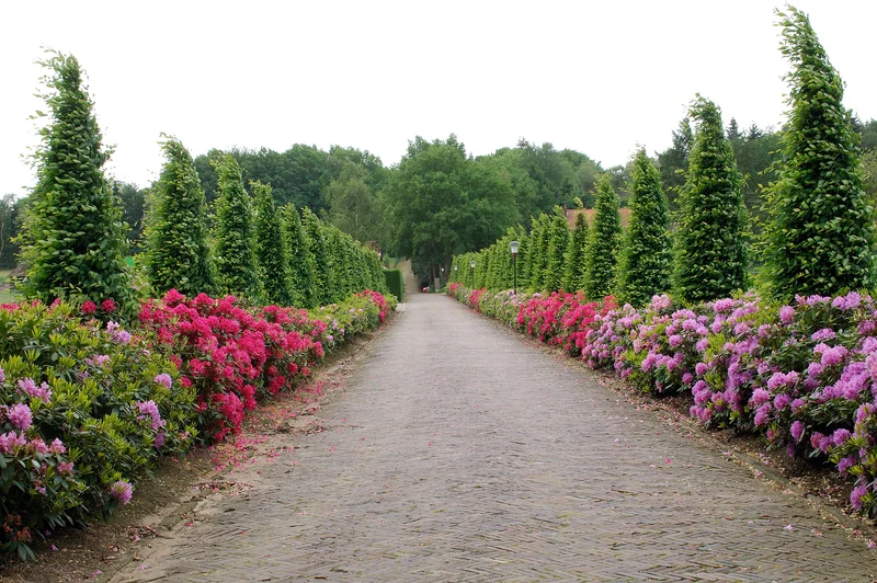 Lot de 8 rhododendrons - 2 blancs, 2 roses, 2 rouges, 2 violets 20-38 cm
