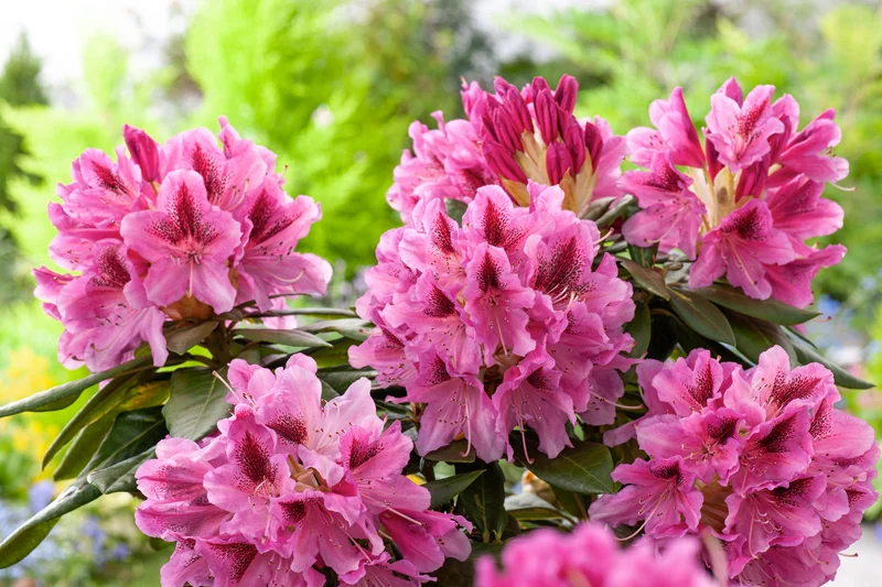 Lot de 4 rhododendrons - 1 blanc, 1 rose, 1 rouge, 1 violet 20-38 cm