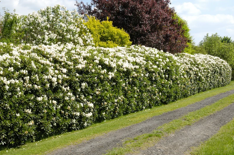 Lot de 6 rhododendrons Cunningham's White - Fleurs blanches 20-38 cm