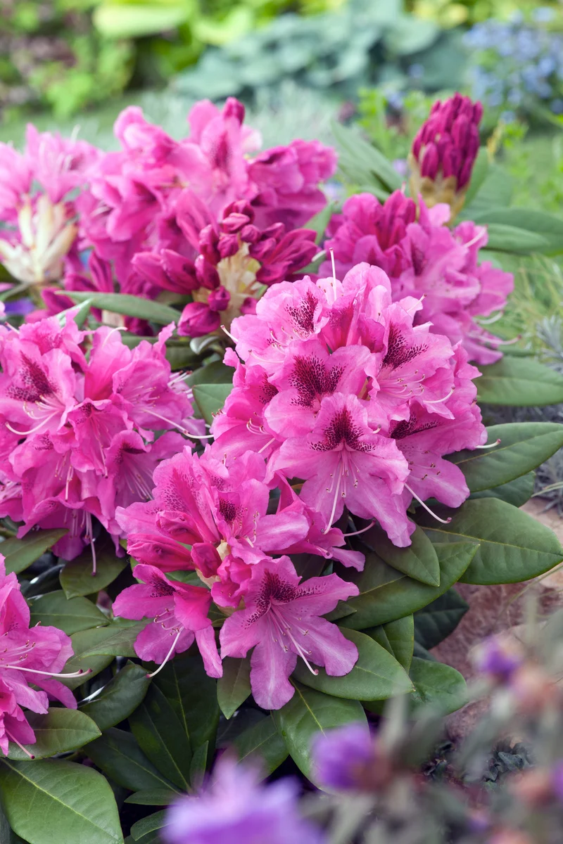 Lot de 6 rhododendrons Cosmopolitan - Fleurs violettes 20-38 cm
