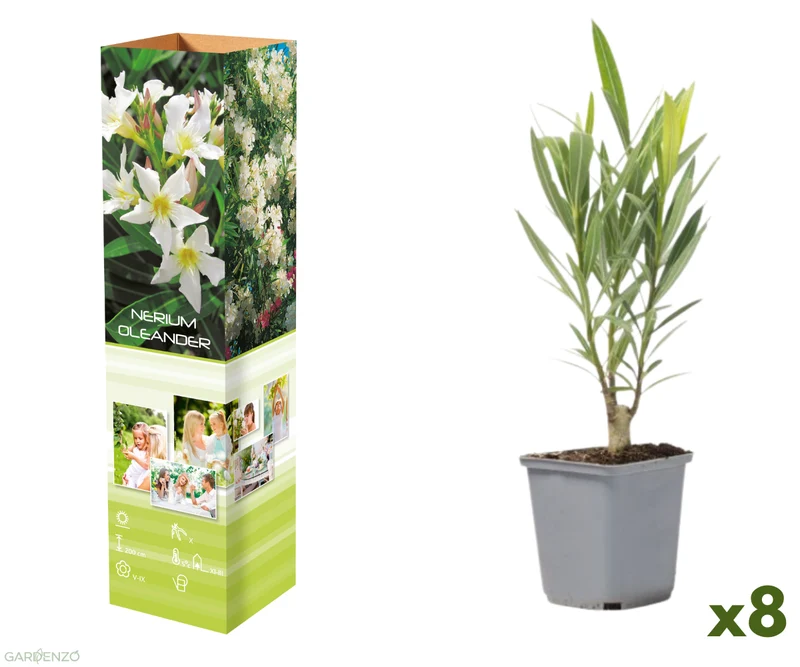 Lot de 8 lauriers roses - Fleurs blanches 25-38 cm