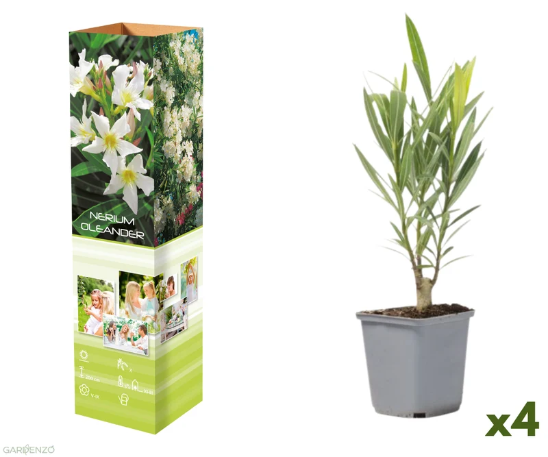 Lot de 4 lauriers roses - Fleurs blanches 25-38 cm