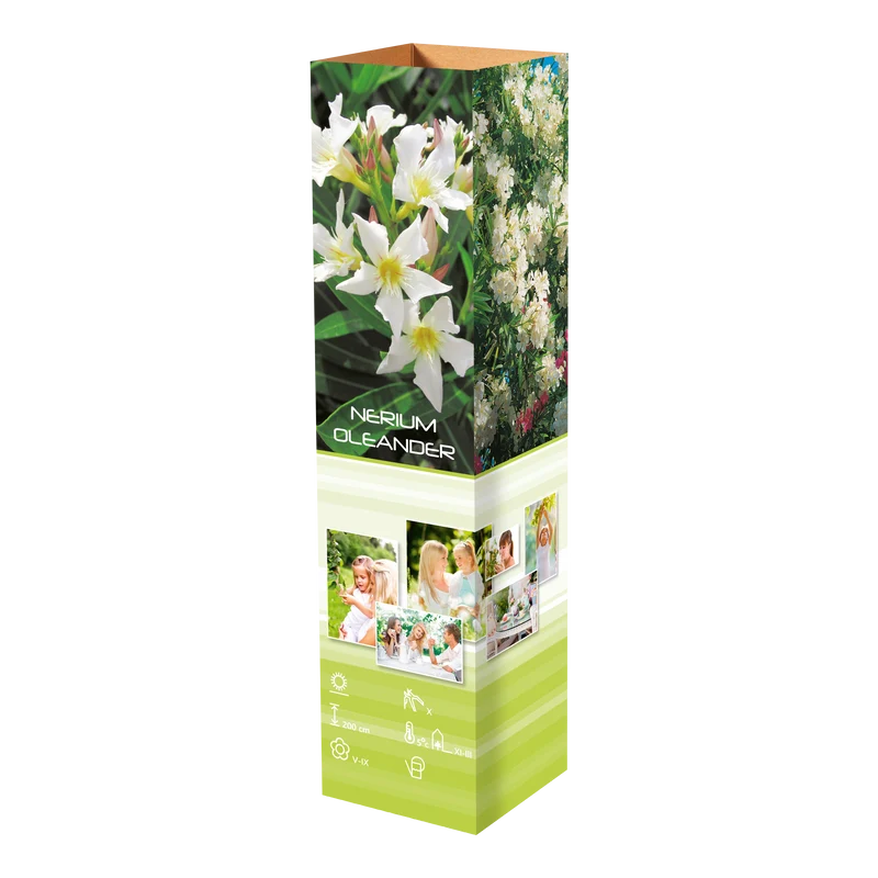 Lot de 8 lauriers roses - 4 fleurs roses et 4 fleurs blanches 25-38 cm