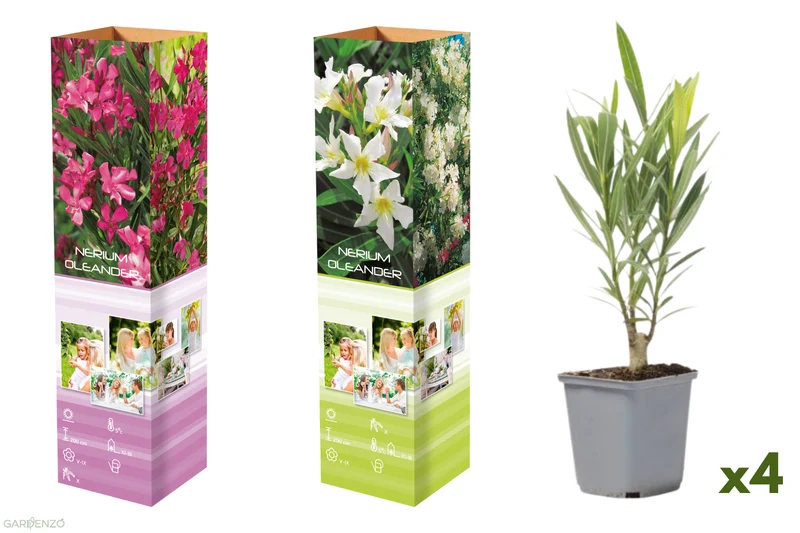 Lot de 4 lauriers roses - 2 fleurs roses et 2 fleurs blanches 25-38 cm