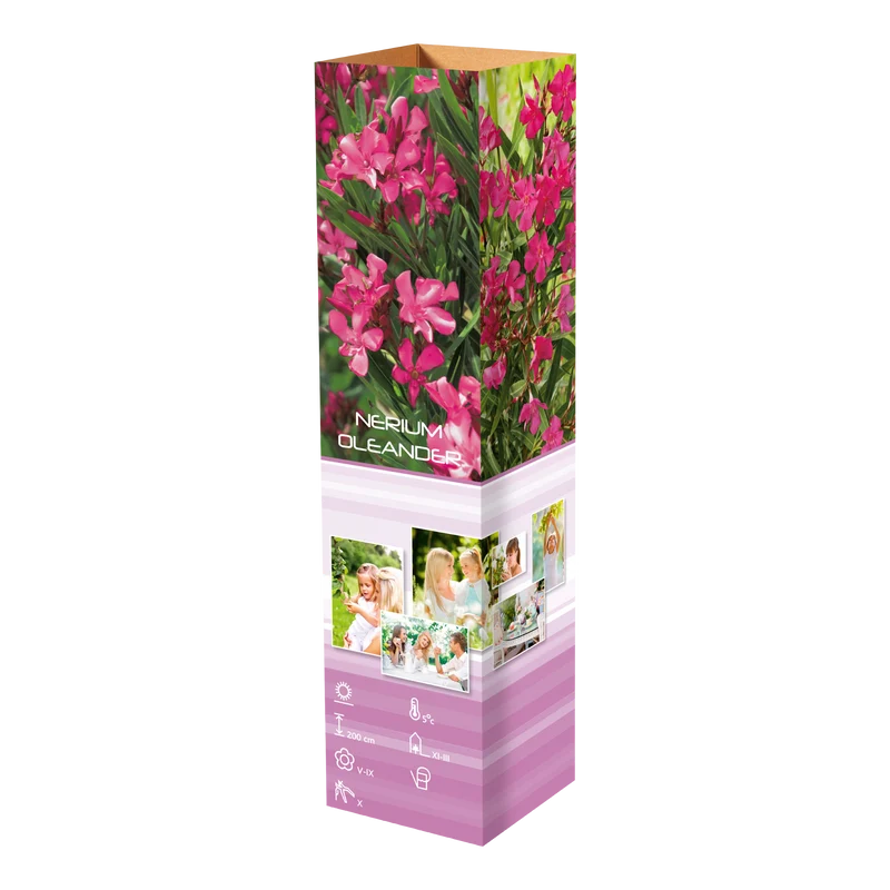 Lot de 2 lauriers roses - Fleurs roses 25-38 cm