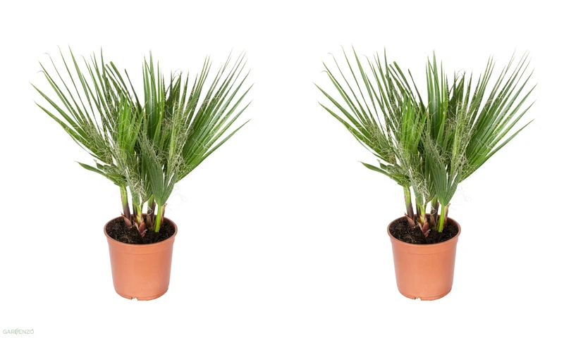 Lot de 2 palmiers du Mexique - Moyen (50-70 cm)