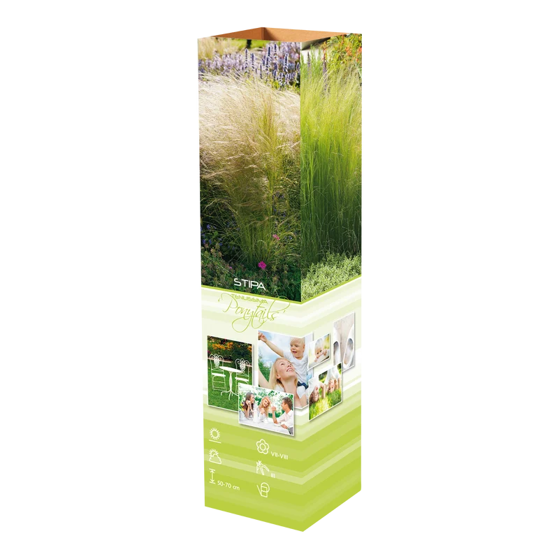 Lot de 4 Stipas Queues de cheval - 20-38 cm