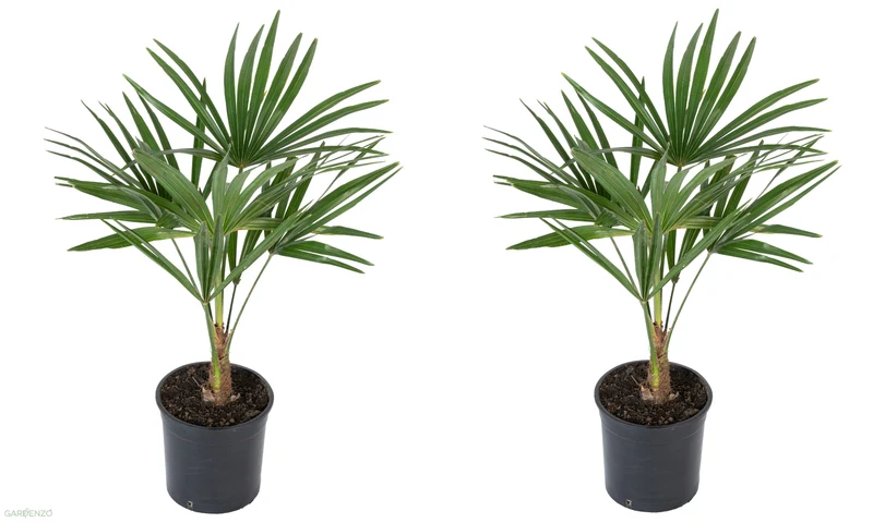 Lot de 2 palmiers éventail Chinois - Moyen (40-60 cm)