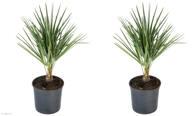 Lot de 2 palmiers nains européens (Chamaerops humilis) - Moyen 50-70 cm