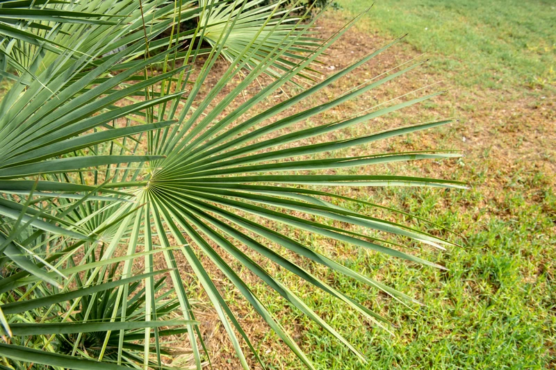 Palmier nain européen (Chamaerops humilis) - Grand 70–90 cm