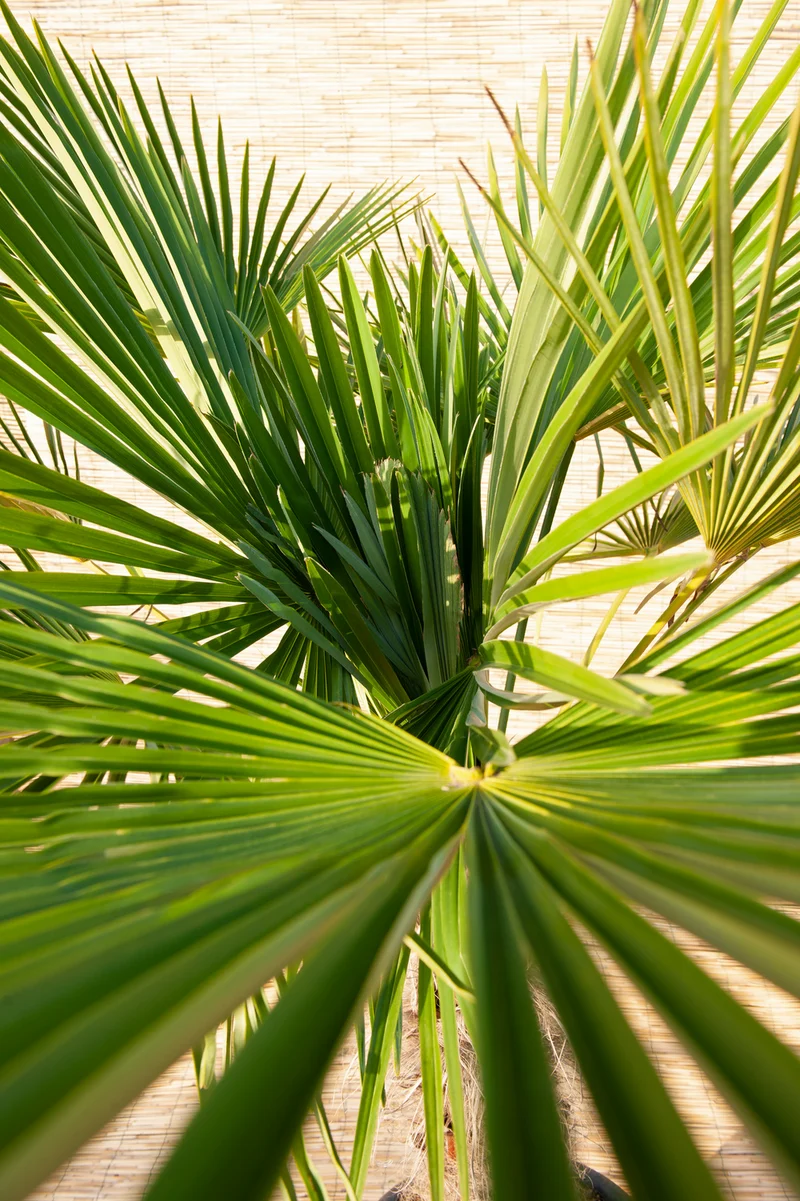 Palmier nain européen (Chamaerops humilis) - Grand 70–90 cm