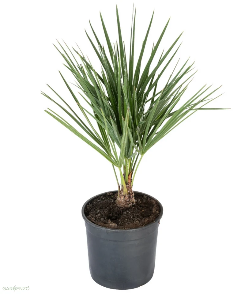 Palmier nain européen (Chamaerops humilis) - Moyen 50–70 cm