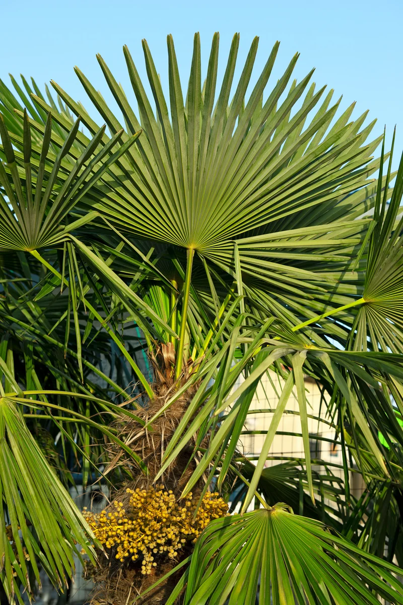 Palmier nain européen (Chamaerops humilis) - Moyen 50–70 cm