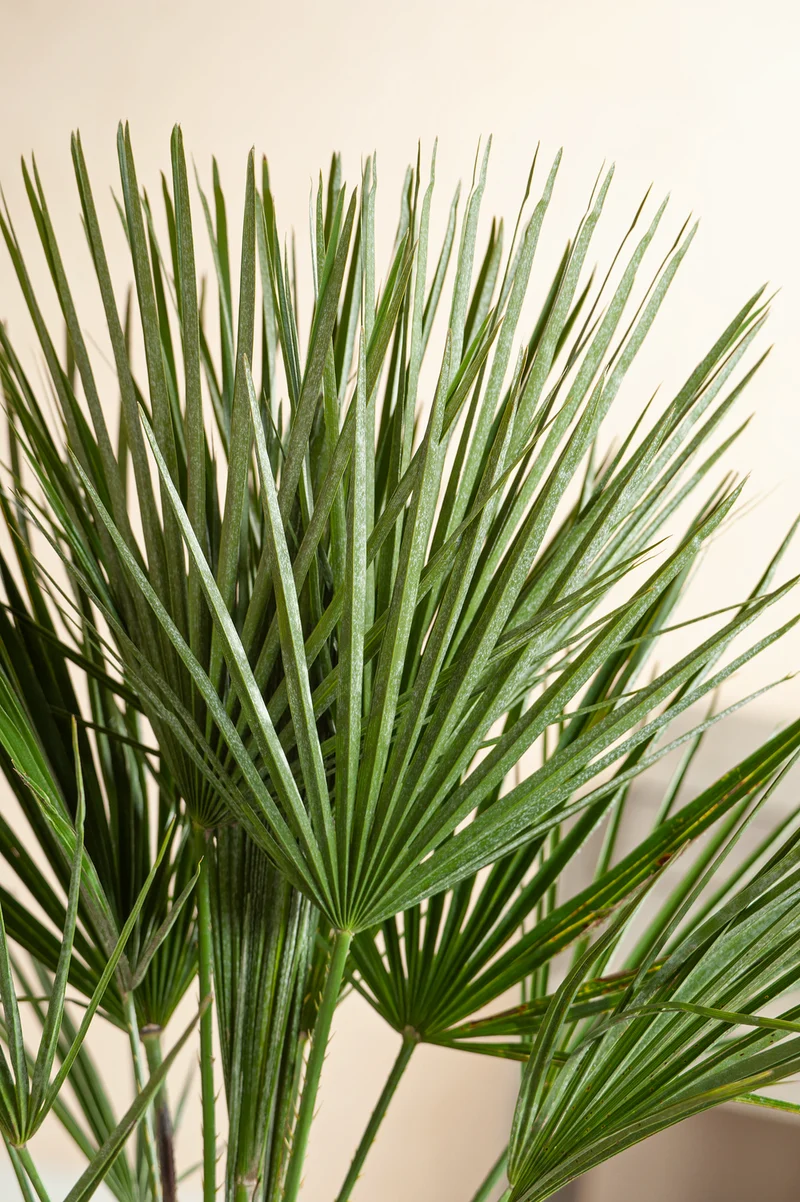Palmier nain européen (Chamaerops humilis) - Moyen 50–70 cm