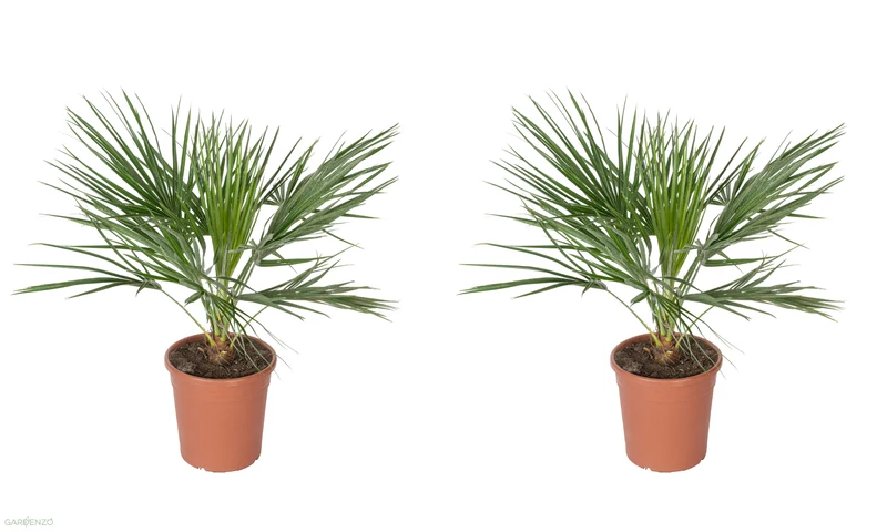 Lot de 2 palmiers nains européens (Chamaerops humilis) - Grand 70–90 cm